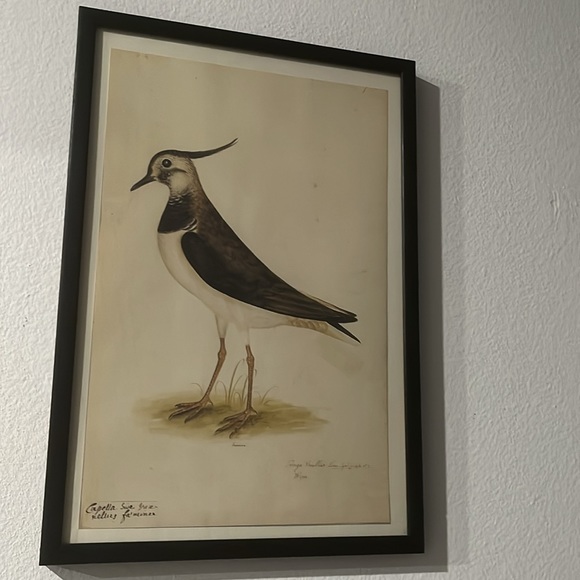 18th CENTURY BIRD RE-STRIKE XVl ✨✨ - Picture 1 of 10